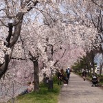 鴨川　五条～七条　美しい桜の道