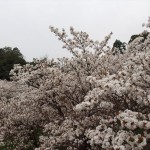 仁和寺　御室桜