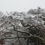 醍醐寺の雪景色