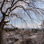 天龍寺の雪景色