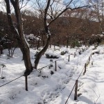 宝筐院の雪景色