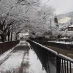 山科疏水の雪景色