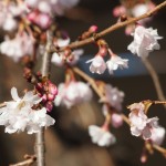 御池桜　1月