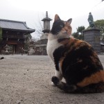 とあるお寺の猫