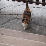 とあるお寺の猫