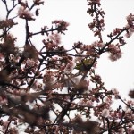 JR桃山駅前の桜