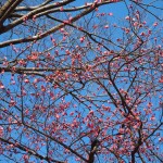 京都御苑の寒紅梅
