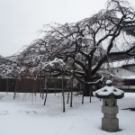 醍醐寺　醍醐深雪桜の雪