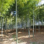 深草の竹林