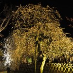 北野天満宮　梅苑ライトアップ