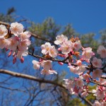 豊国神社　蜂須賀桜