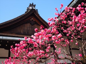 京都御所の紅梅
