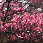 京都御苑　黒木の梅