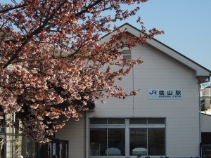 JR桃山駅　寒桜
