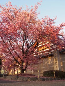 長徳寺　オカメ桜