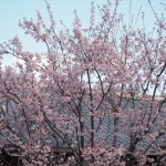 超早咲き桜
