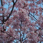 超早咲き桜