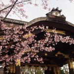 豊国神社　蜂須賀桜