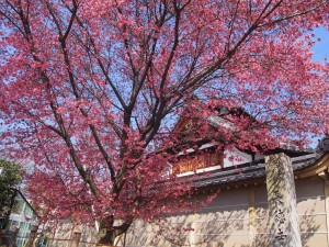 長徳寺　オカメ桜