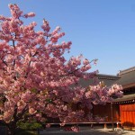 東寺　満開の河津桜