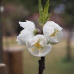 京都御苑　桃の花