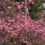 京都御苑　黒木の梅