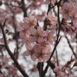 岡崎疏水　西側の桜