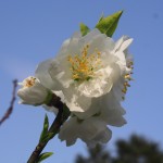 京都御苑の桃