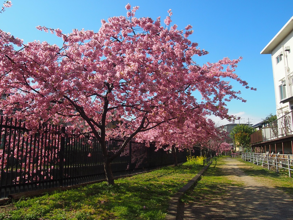 桜 淀 の 河津 関西随一！「淀の河津桜」は超早咲きで2022年は3月上旬から見頃に
