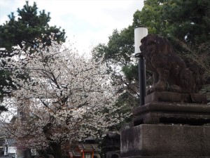 八坂神社　山桜　3月24日撮影