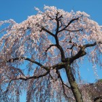 京都御苑　出水の小川　向かいの桜