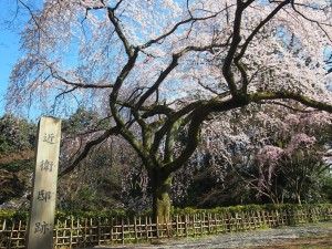 京都御苑　近衛邸跡