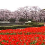 京都府立植物園　3月30日