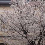京都府庁　容保桜　3月30日