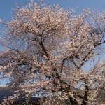 霊宝館　ソメイヨシノの大木