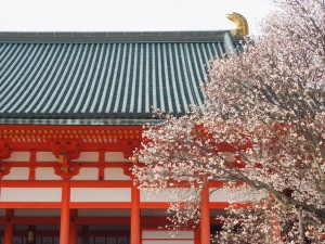 平安神宮　左近の桜