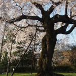 円山公園　桜