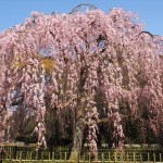 京都御苑　出水の小川向かいの桜
