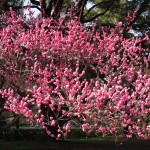 京都御苑　梅の花
