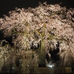 円山公園　しだれ桜