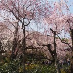 天龍寺のしだれ桜