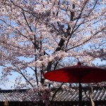 天龍寺の桜
