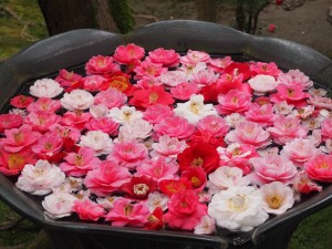 法然院　椿の手水鉢
