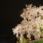 円山公園の夜桜