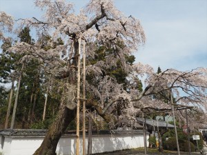 醍醐寺　太閤しだれ桜
