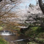 玉川の桜