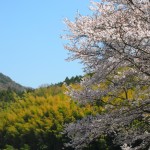 桜と竹林