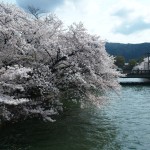 琵琶湖疏水　4月5日