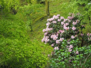 東福寺の新緑と石楠花
