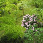 東福寺の新緑と石楠花